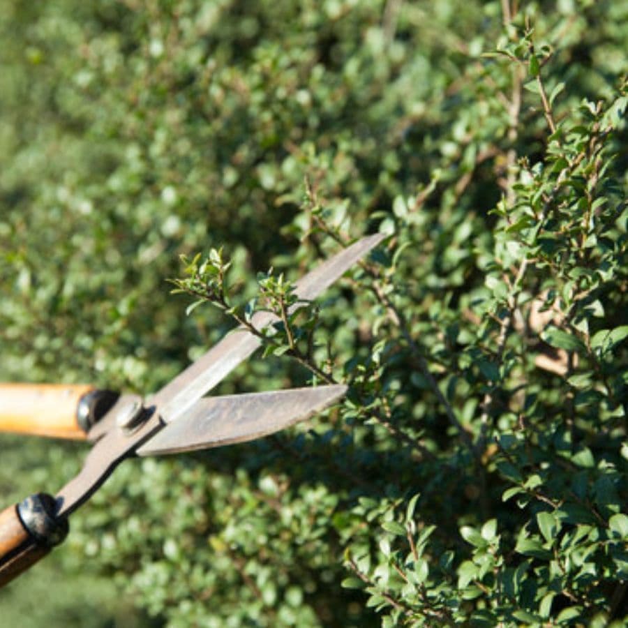 庭木剪定 碧南市 | 碧南市で庭木剪定ならお庭の窓口碧南市