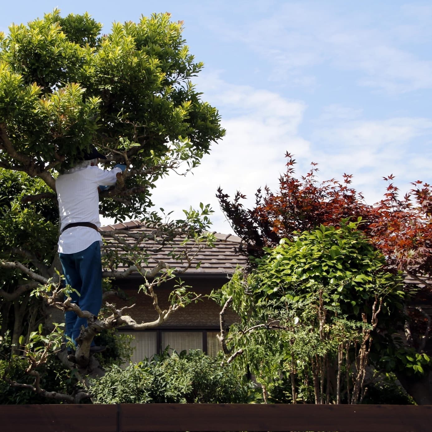 庭木伐採 碧南市 | 碧南市で庭木伐採ならお庭の窓口碧南市