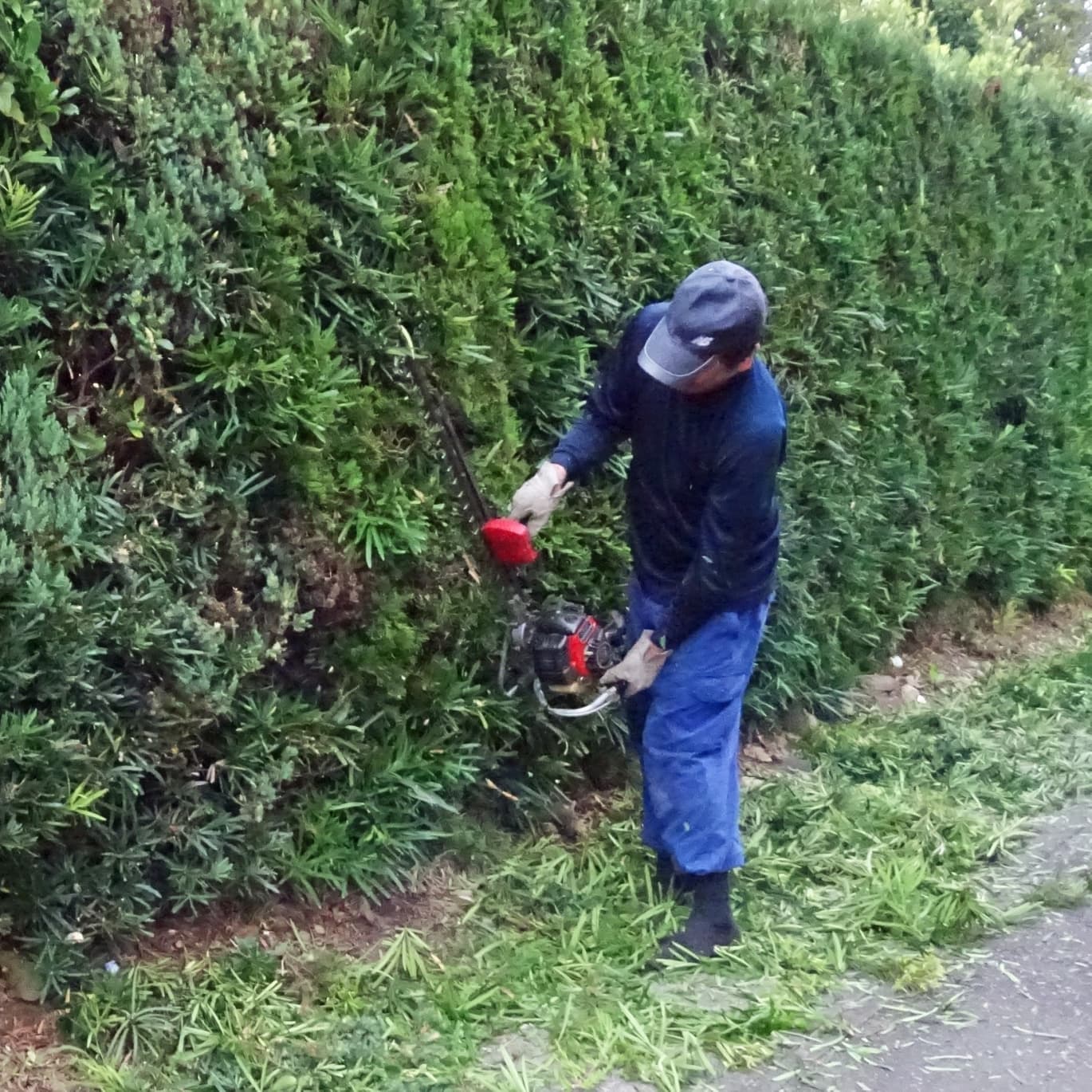 生垣剪定 碧南市 | 碧南市で生垣剪定ならお庭の窓口碧南市