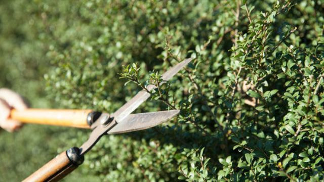 庭木剪定 碧南市 | 碧南市で庭木剪定ならお庭の窓口碧南市