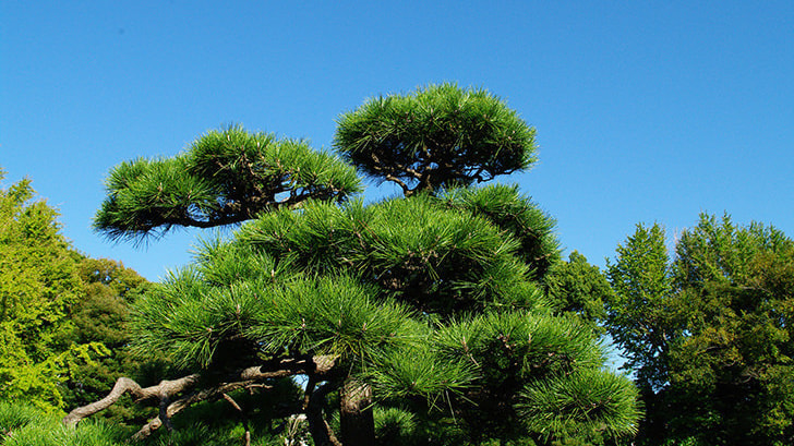 松の木剪定・伐採 碧南市 | 碧南市で松の木剪定・伐採ならお庭の窓口碧南市