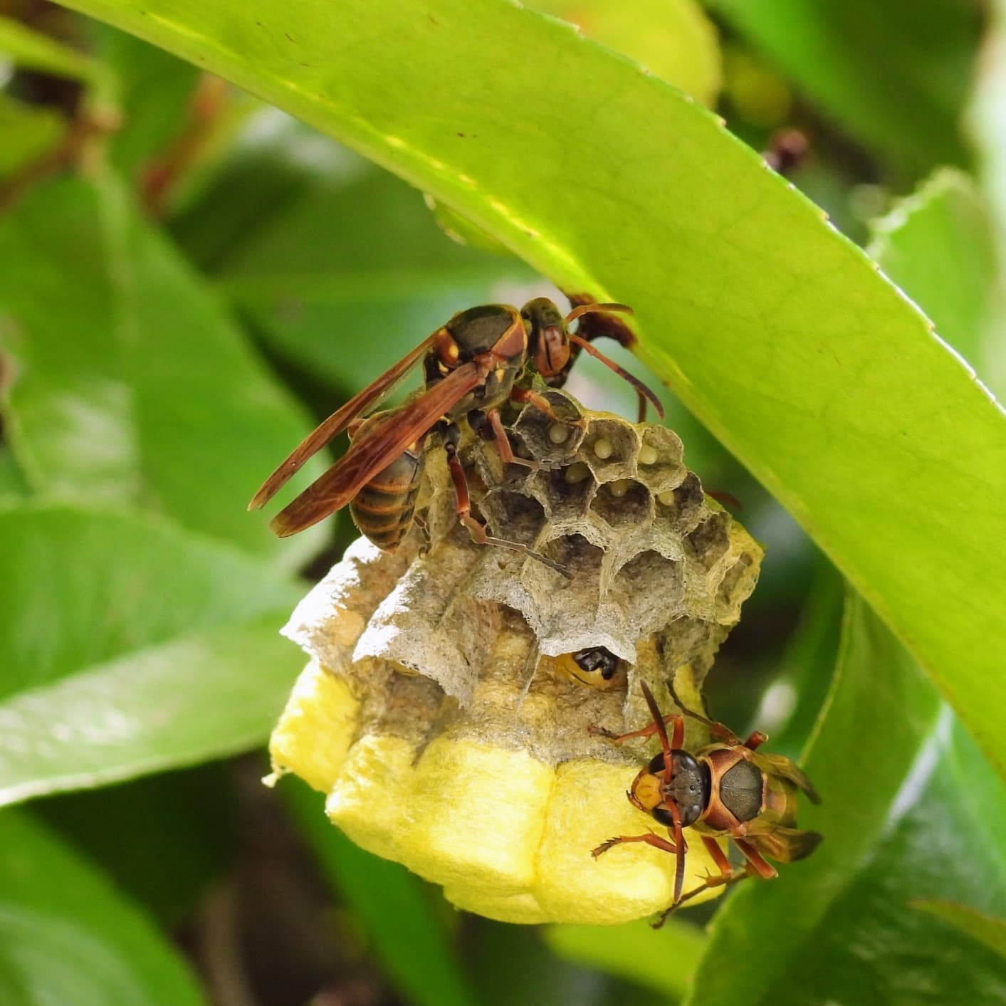 蜂の巣駆除 碧南市 | 碧南市で蜂の巣駆除ならお庭の窓口碧南市