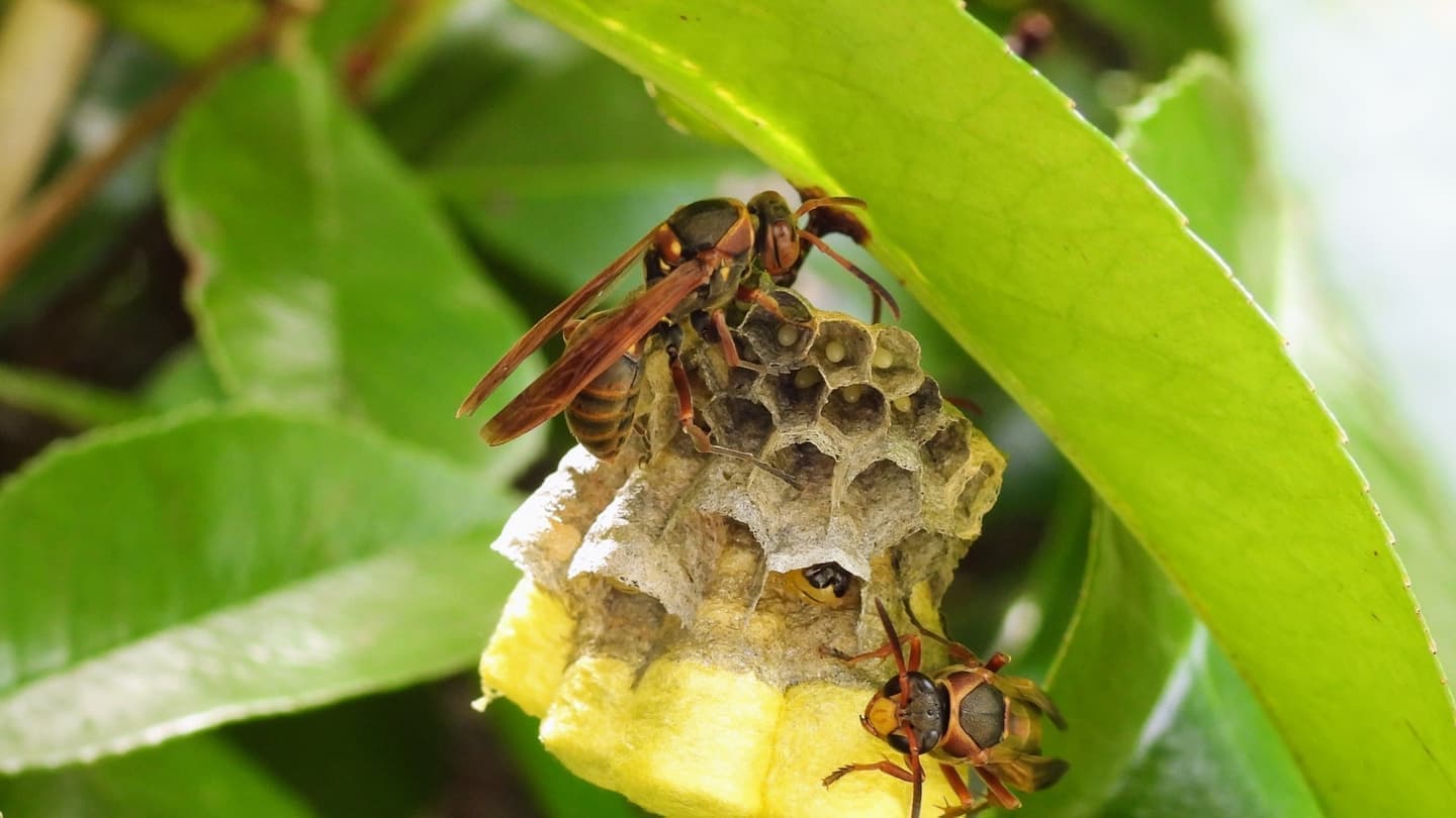 蜂の巣駆除 碧南市 | 碧南市で蜂の巣駆除ならお庭の窓口碧南市